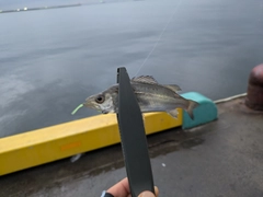 セイゴ（ヒラスズキ）の釣果