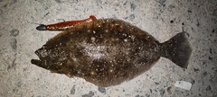 ソゲの釣果