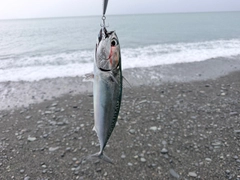 ソウダガツオの釣果
