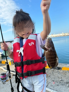 ヤミハタの釣果