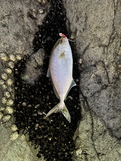 ショゴの釣果