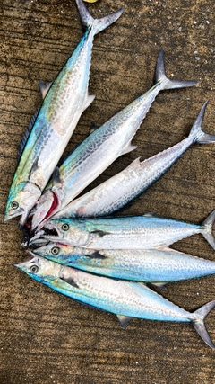 サゴシの釣果