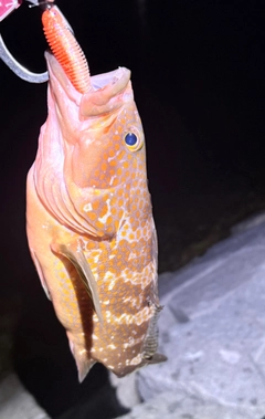 キジハタの釣果