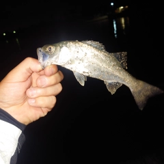 セイゴ（タイリクスズキ）の釣果