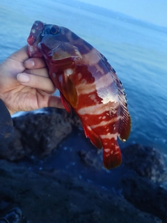 アカハタの釣果