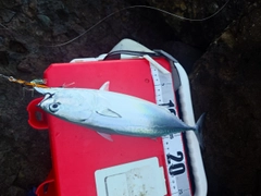 ソウダガツオの釣果