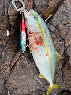 ワカシの釣果