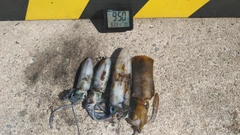 アオリイカの釣果