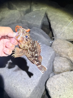 カサゴの釣果
