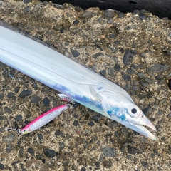 タチウオの釣果