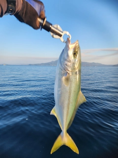 ヤズの釣果
