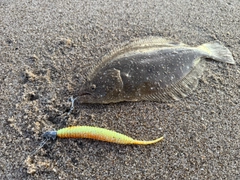 ヒラメの釣果