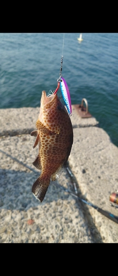 オオモンハタの釣果