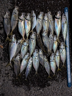 アジの釣果