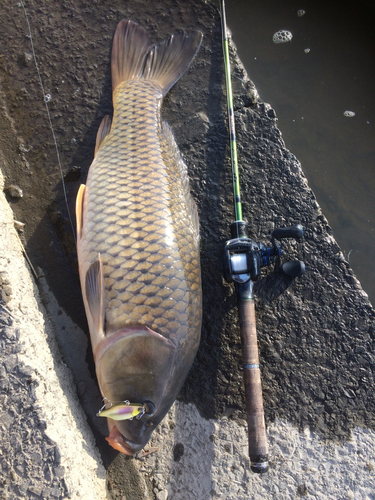 コイの釣果