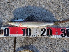 サバの釣果