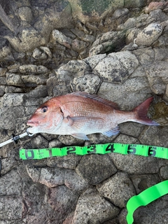 マダイの釣果
