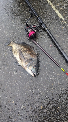 クロダイの釣果