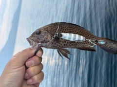 オオモンハタの釣果