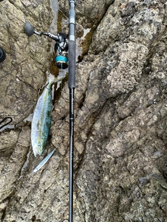 フクラギの釣果