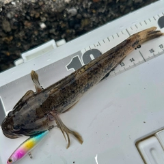 ウロハゼの釣果