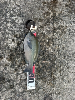 カツオの釣果