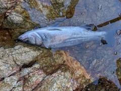 ヒラスズキの釣果