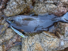 イサキの釣果