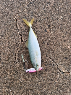 イナダの釣果