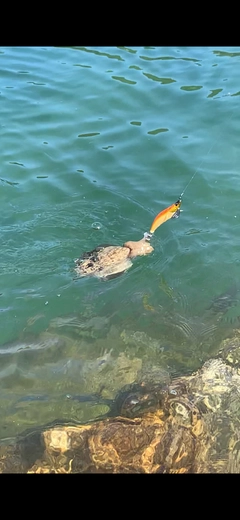 モンゴウイカの釣果