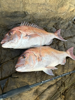 マダイの釣果