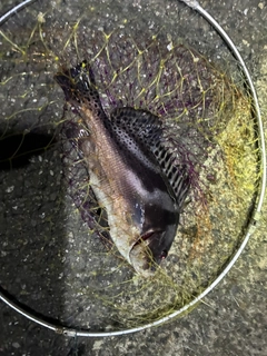 コショウダイの釣果