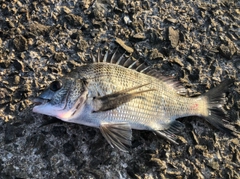 クロダイの釣果