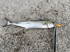 サゴシの釣果