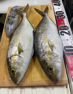 ネリゴの釣果