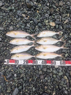 ショゴの釣果