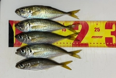 アジの釣果