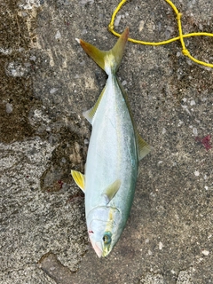 ヤズの釣果