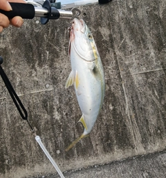 イナダの釣果