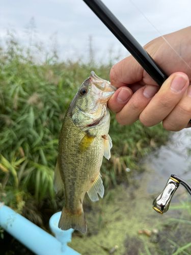 西の州水門で釣れたブラックバスの釣り・釣果情報 - アングラーズ