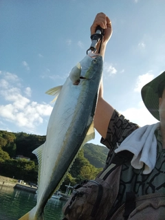 ワラサの釣果