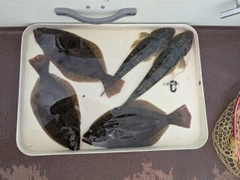 ヒラメの釣果