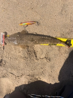 マゴチの釣果