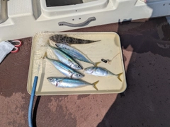 サバの釣果