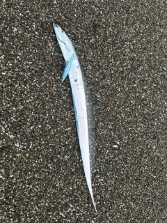 タチウオの釣果