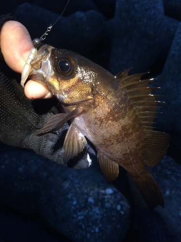 メバルの釣果