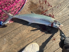 サゴシの釣果