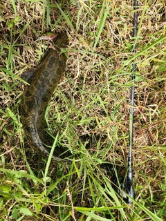 ライギョの釣果