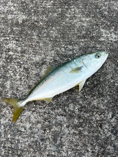ワカシの釣果