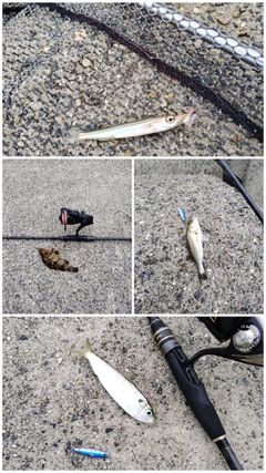 カマスの釣果